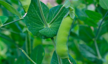 Informe técnico para el cultivo del guisante