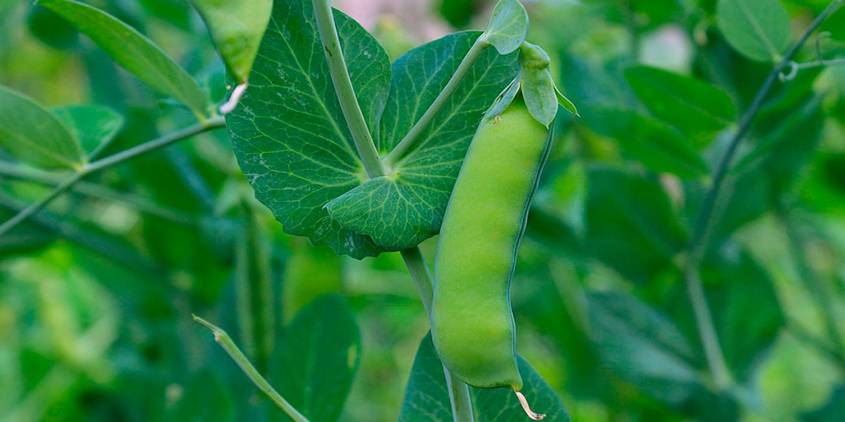 Informe técnico para el cultivo del guisante