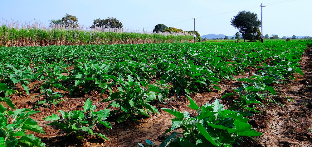 Plantación de berenjenas