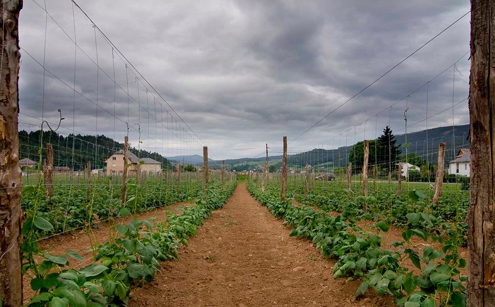 Plantación Faba de Lourenzá