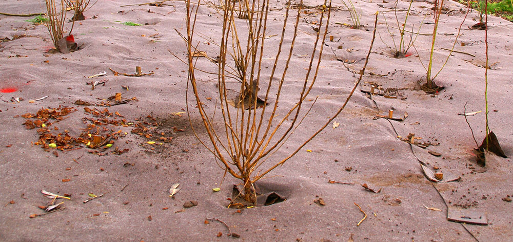 Plantación sobre manta antihierba biodegradable