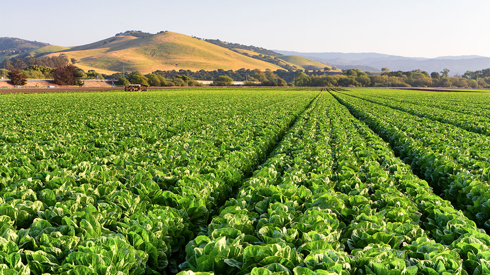 plantaciones de lechuga