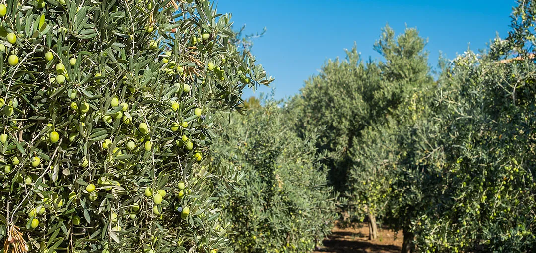 Plantaciones de olivos en Italia
