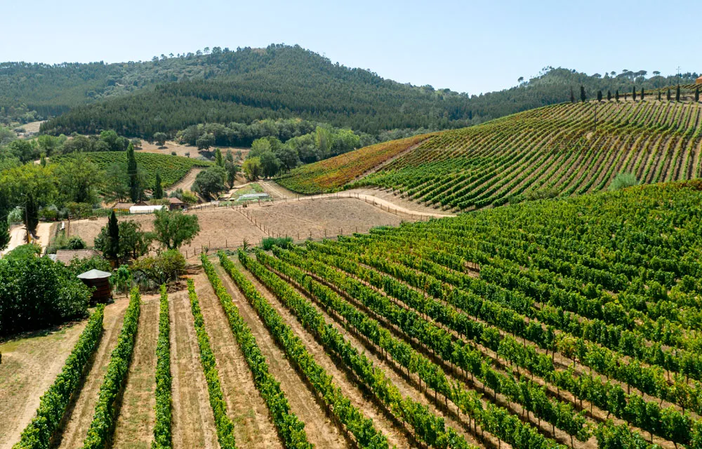 Zonas de cultivo de frutas y hortalizas en Italia