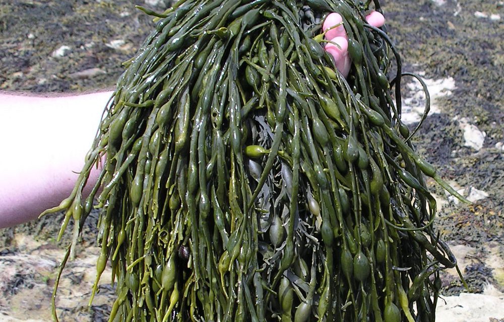 Qué son los abonos de extractos de algas