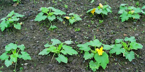 Plantas de calabacín