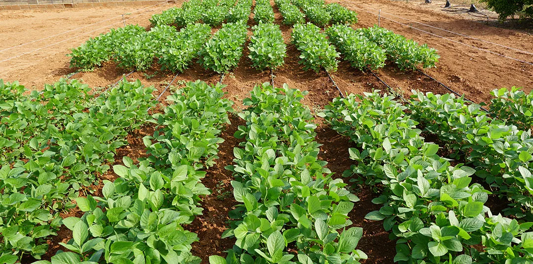 Plantas de edamame