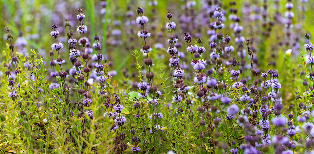 Plantas de Mentha pulegium