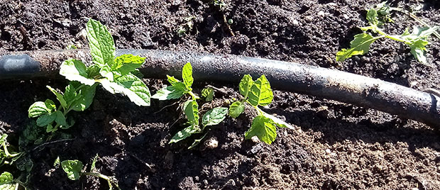 Plantas de hierbabuena