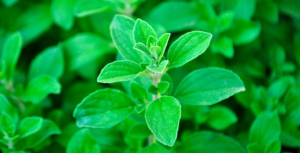 Plantas de mejorana