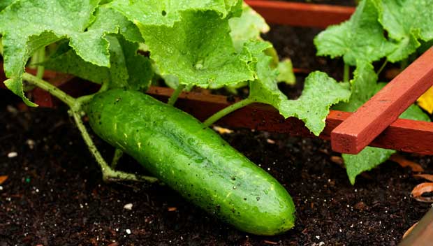 Plantas de pepino