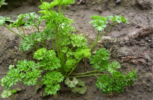 Plantas de perejil