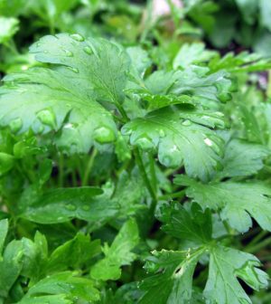 Plantas de perejil