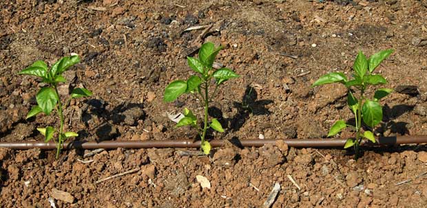 Plantas de pimiento