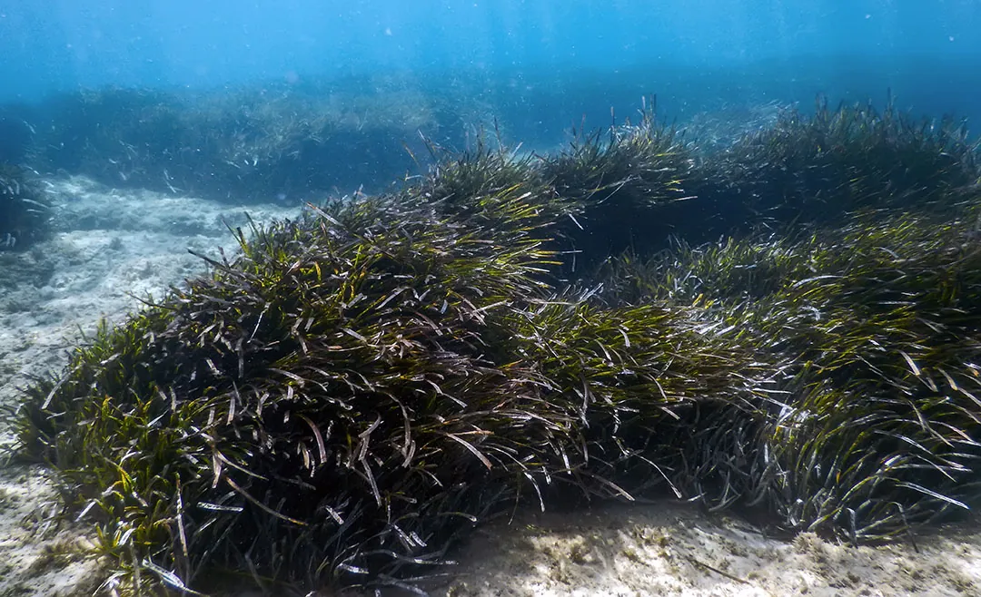 Plantas de Posidonia oceanica Plantas de Posidonia oceanica