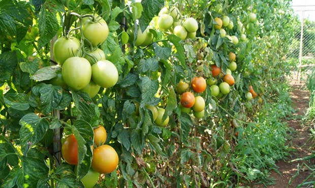 Plantas de tomate