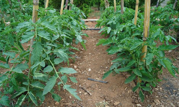 El cultivo del tomate