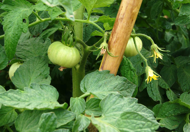 Plagas y enfermedades del tomate