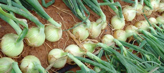 Variedades y fechas de plantación de cebollas