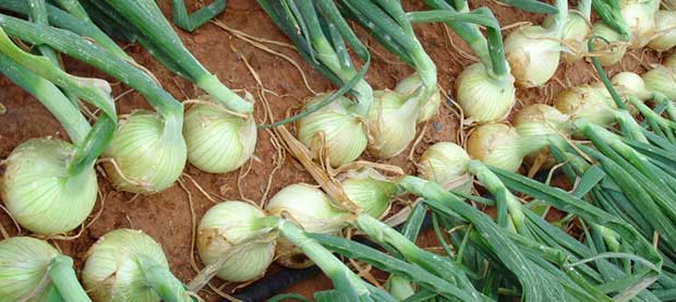 Variedades y fechas de plantación de cebollas 