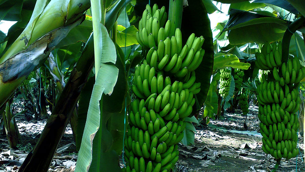 Plataneras fertilizadas cn Glicina Betaína