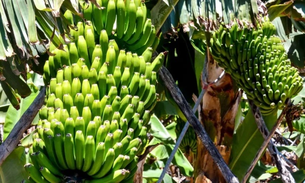 El plátano
