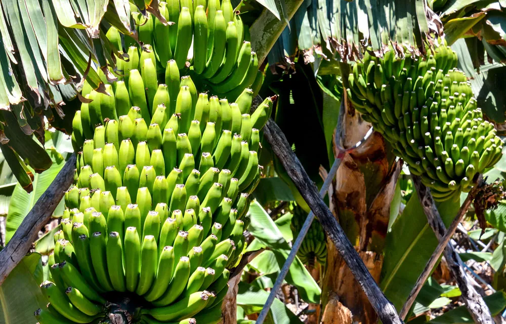 El plátano