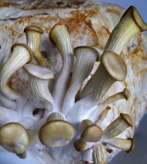 Pleurotus ostreatus