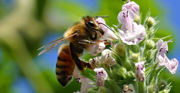 Polinización de flores por abejas