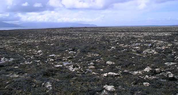 Praderas de Ascophyllum nodosum