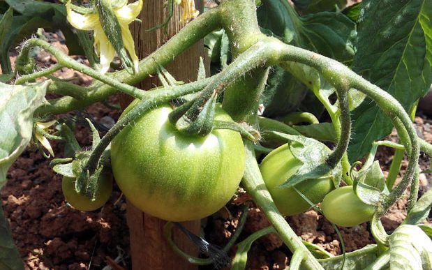 Preparación del huerto para la plantación