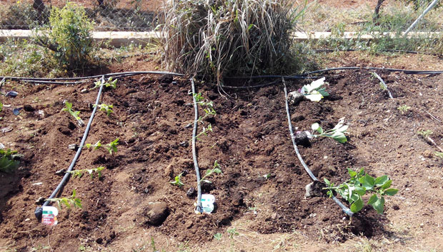 Distribuir las plántulas por el huerto