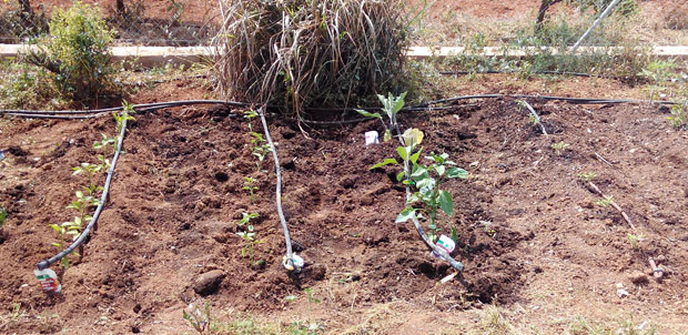 Plantación de las plántulas en el huerto