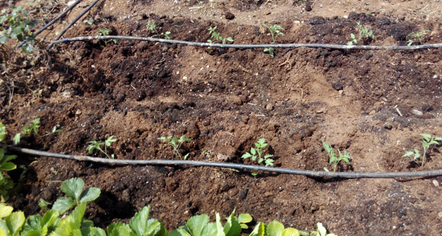 Preparación del huerto para la plantación paso a paso