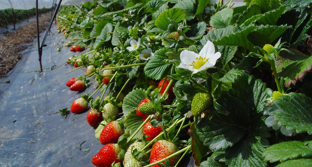 Producción de fresa en Chipiona