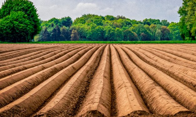 Informe técnico para el cultivo del espárrago