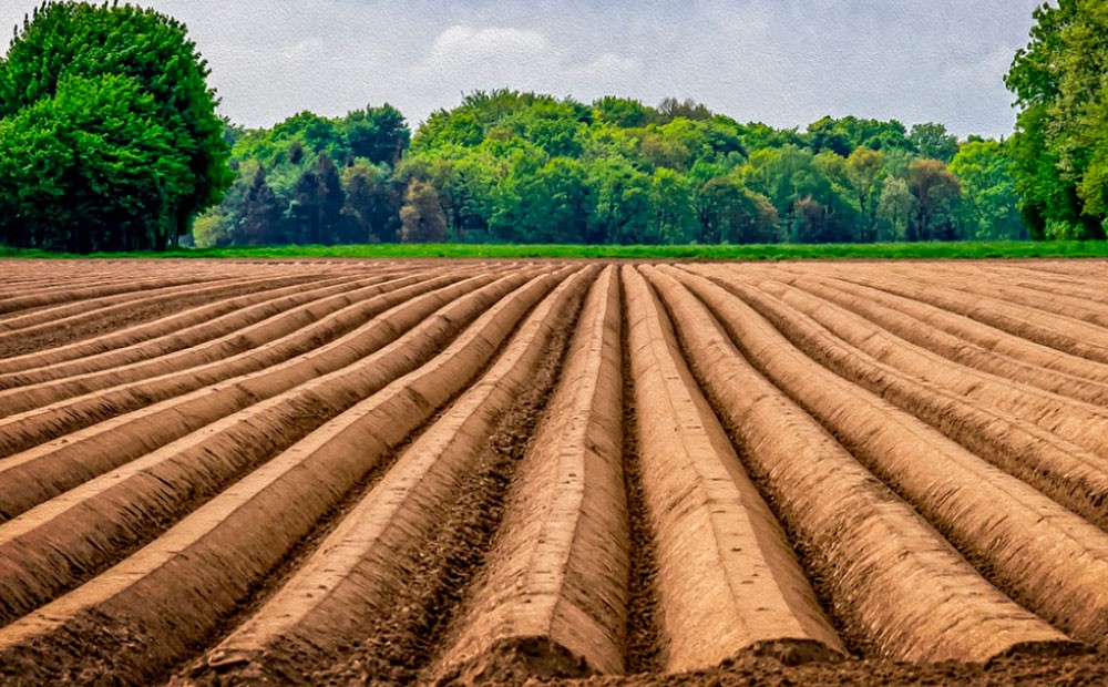 Informe técnico para el cultivo del espárrago