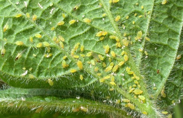 Pulgones en las plantas