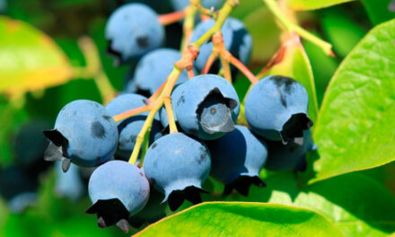 Retos del cultivo del arándano