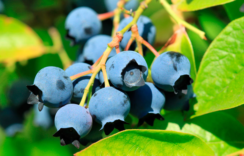 Retos del cultivo del arándano