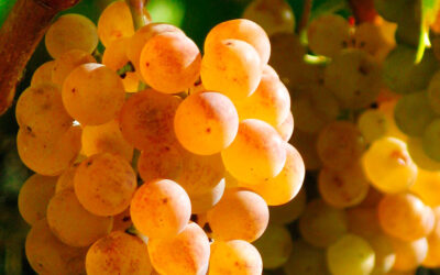 Variedad de uva Pansa blanca