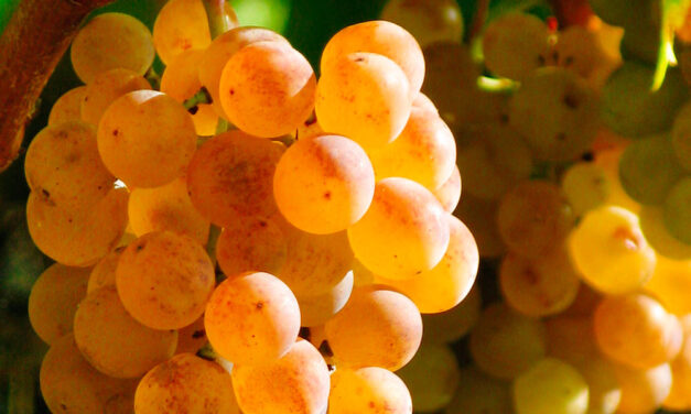 Variedad de uva Pansa blanca