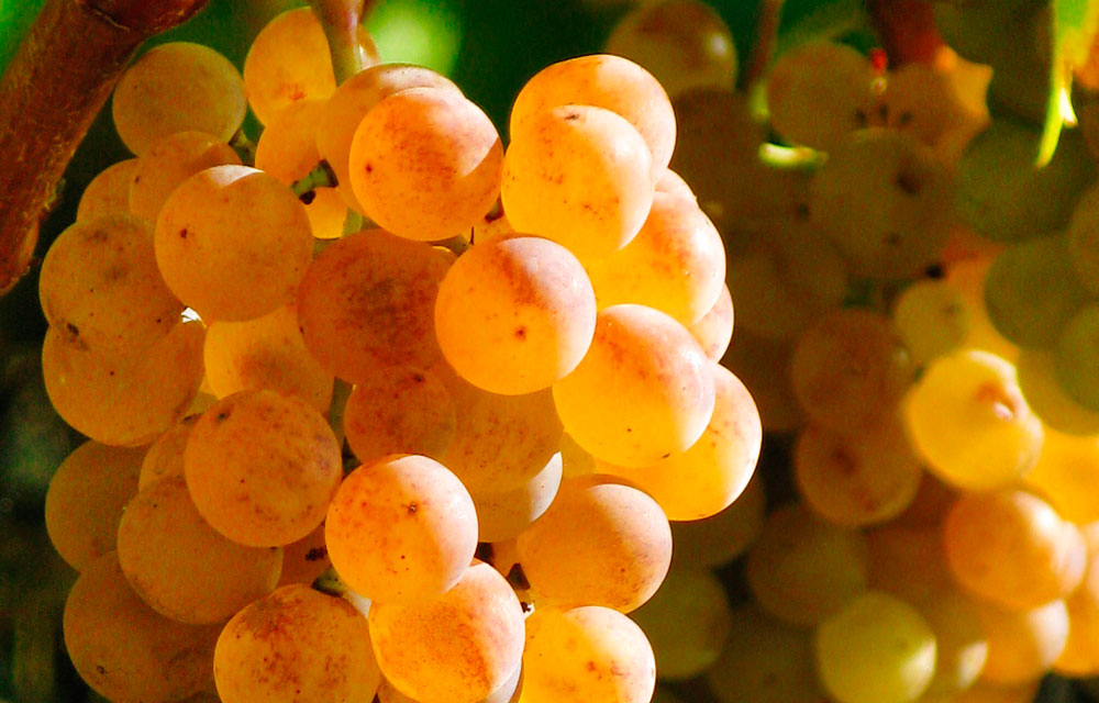 Variedad de uva Pansa blanca