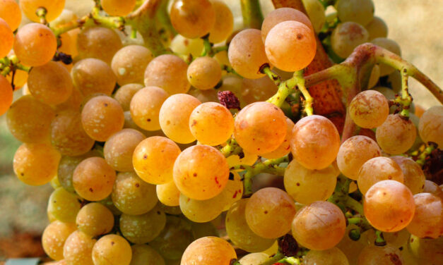 Variedad de uva Picapoll blanca