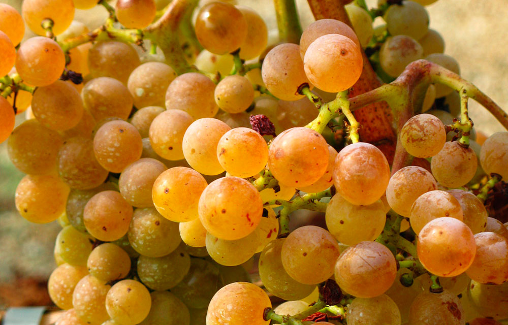Variedad de uva Picapoll blanca