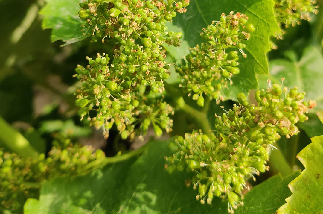 Racimo de la variedad Pansa blanca