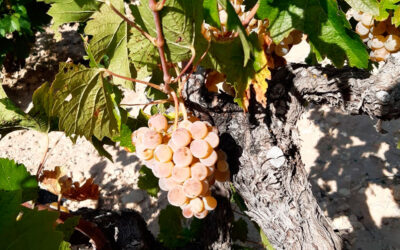 Variedad de uva Tardana