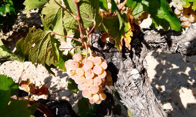 Variedad de uva Tardana