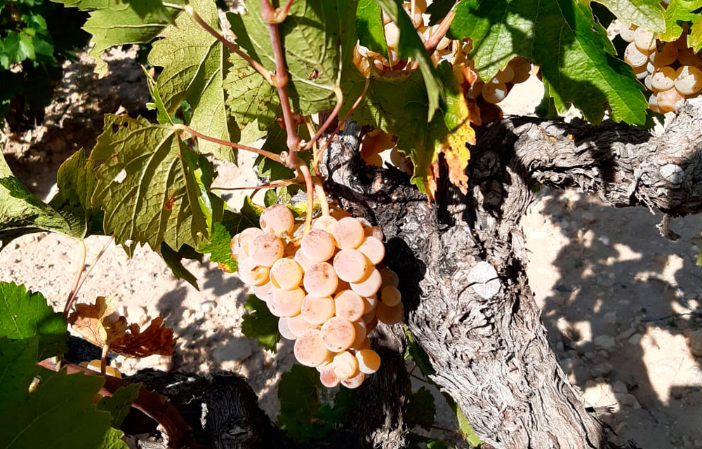 Variedad de uva Tardana
