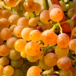 Variedad de uva Picapoll blanca